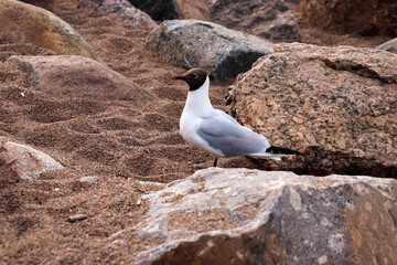 black headed gull