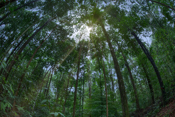 A view shot of forest with sunlight breaking through