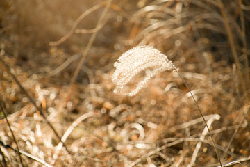 scenic of a wheat on a brownish and sun rays background