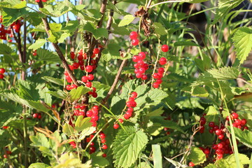 branches of a red currant bush in the sun