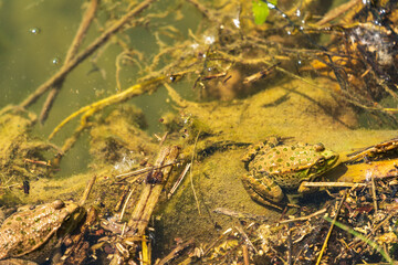 Frosch im Teich