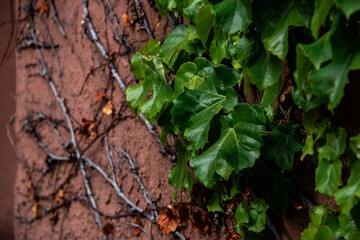 ivy on the wall