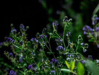 Flowers in the Garden