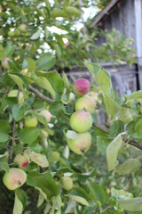 green apples in the village in the evening