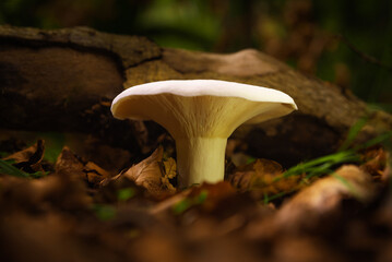 white mushroom on forest soil