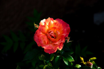 Red Rose in a Garden