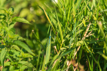 Blauflügel Prachtlibelle