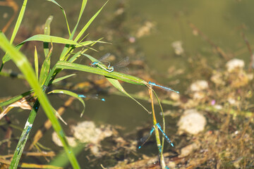 Blauflügel Prachtlibelle bei der Paarung