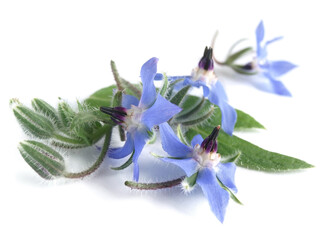 Borage (Borago officinalis)