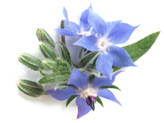 Borage (Borago officinalis)