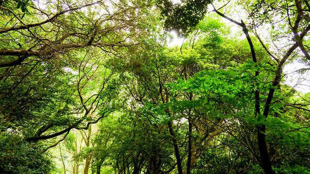 木漏れ陽 Images – Browse 232 Stock Photos, Vectors, and Video | Adobe Stock