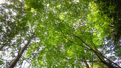 Fototapeta premium 初夏の木漏れ陽が溢れる森
