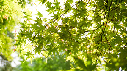 初夏の木漏れ陽が溢れる森