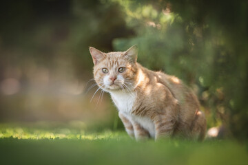Naklejka na ściany i meble A fat red cat with green eyes sitting under a green bush on a bright sunny day