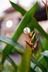 grasshopper on a flower
