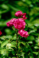red roses