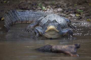 Closeup of Black Caiman (Melanosuchus niger) on riverbank looking directly at camera, Bolivia