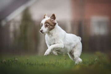 A white female mixed breed dog running across the lawn against a wooden fence and a blue sky