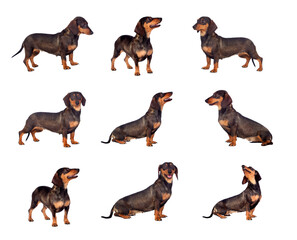Black dachshund sausage dog puppy
