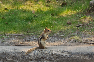 A Large Chipmunk on the Ground