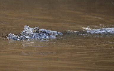 Obraz premium Closeup portrait of Black Caiman (Melanosuchus niger) head submerged in water, Bolivia