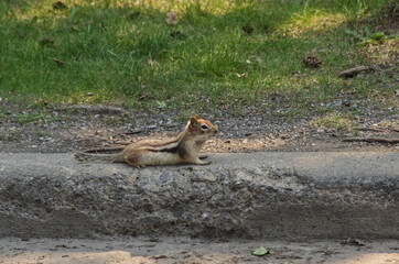 A Large Chipmunk on the Ground