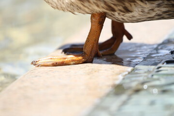 Nahaufnahme Stockente