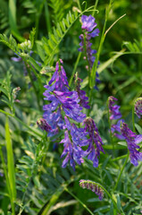Wild Flowers blooming in Banff, AB