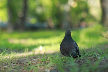 A bird sitting on top of a grass covered field