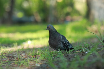 Fototapeta premium A bird that is standing in the grass
