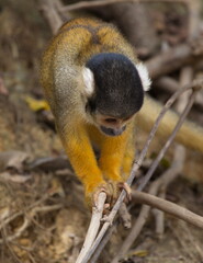 Closeup portrait of cute baby Golden Squirrel Monkey (Saimiri sciureus) staring at ground from close branch, Bolivia.