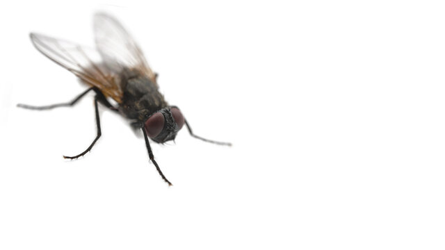 fly on white background close up with copy space, selective focus