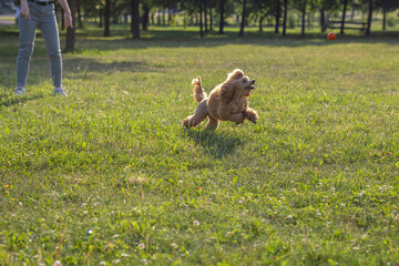 Obraz na płótnie Canvas Young active dog playing in a summer park with a ball. Handsome thoroughbred red poodle jumping on the grass