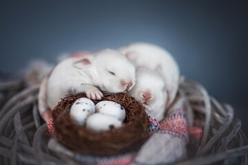 Little pink bunnys sleeping in a wicker nest hugging little eggs on blue background