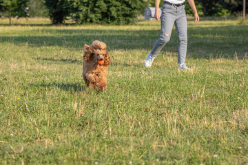 Fototapeta premium Young active dog playing in a summer park with a ball. Handsome thoroughbred red poodle catches an orange ball, which is thrown by the owner