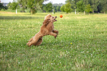 Young active dog playing in a summer park with a ball. Handsome thoroughbred red poodle in a jump tries to grab a bright orange ball with his teeth