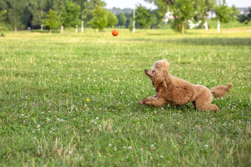 Fototapeta premium Young active dog playing in a summer park with a ball. A beautiful thoroughbred red poodle runs after a flying bright ball