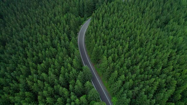 aerial view of the mountain road in a green forest (aerial)