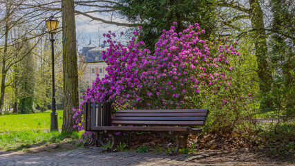  Park bench against the backdrop of spring flowers