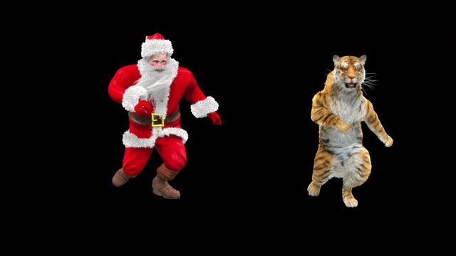 Tiger Dancing, Merry christmas and happy new year 3d rendering, santa claus Dance, realistic CGI VFX Animation Loop  composition 3d mapping cartoon, Included in the end of the clip with Alpha matte.