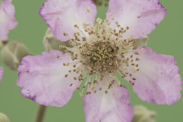 Rubus ulmifolius elmleaf blackberry flowers leaves and stems of this shrub full of thorns purple...