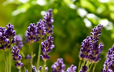 Beautiful fresh purple lavender plant detail stock images. Summer floral background. Flower bed with lavender images. Fragrant floral background