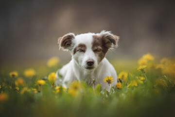 A white female mixed breed dog lying on the grass among yellow dandelions in the background of the...