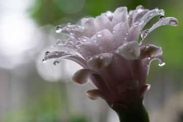 Water droplets on pink flowers blooming on Gymnocalycium Mihanovichii cactus.