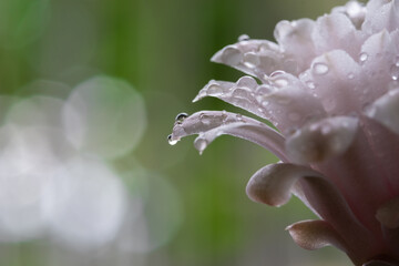 Water droplets on pink flowers blooming on Gymnocalycium Mihanovichii cactus.