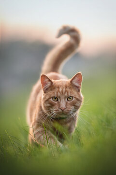 Serious ginger cat with yellow eyes and a long tail sneaking among green grass on a background of summer sunset