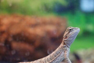 the lizard looks at you arrogantly very proud with scales all along its body