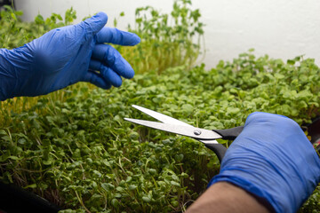 Farmer harvesting microgreens.