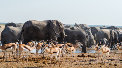 A herd of African elephants and springbok congregate at a waterhole in Etosha National Park,...