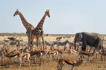 Fotobehang Wild animals congregate around a waterhole in Etosha National Park, northern Namibia, Africa. © R.M. Nunes